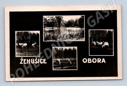 Pohlednice Žehušice obora bílí jeleni (M5125)