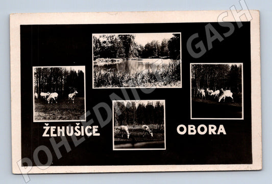 Pohlednice Žehušice obora bílí jeleni (M5125)