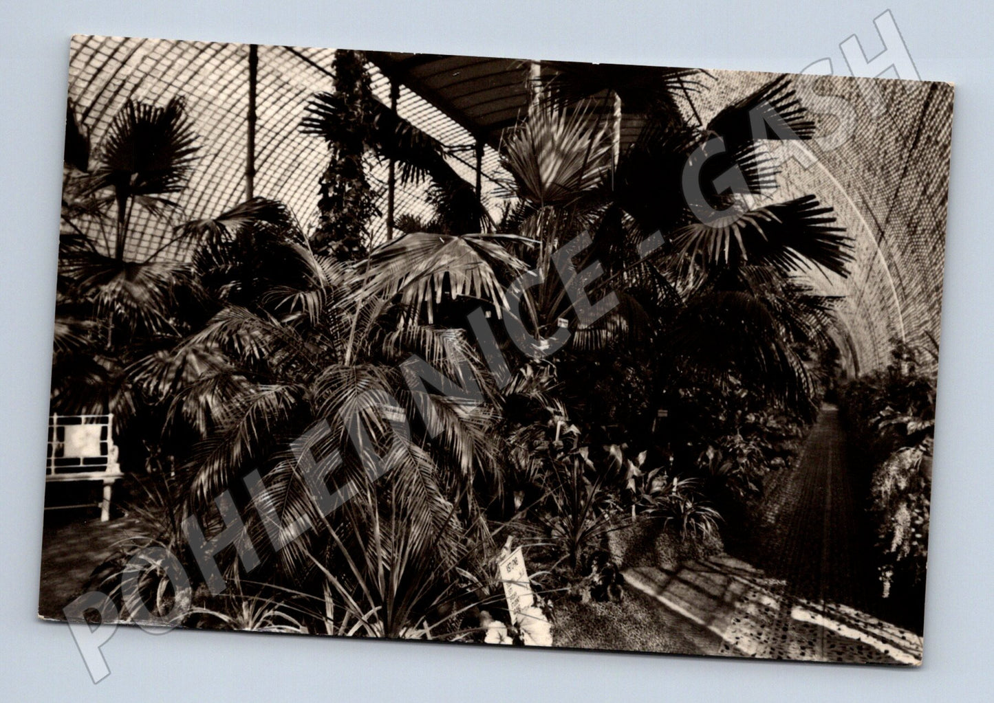 Pohlednice Lednice palmový skleník (M6035)