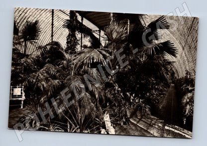 Pohlednice Lednice palmový skleník (M6035)