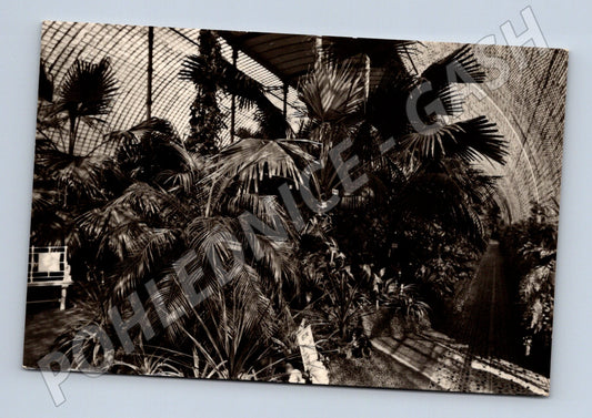 Pohlednice Lednice palmový skleník (M6035)