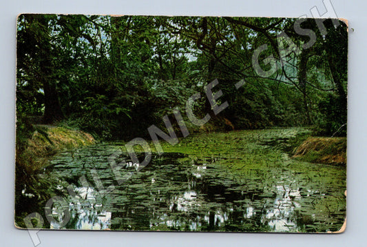 Pohlednice Lesní jezírko menší formát (M6420)