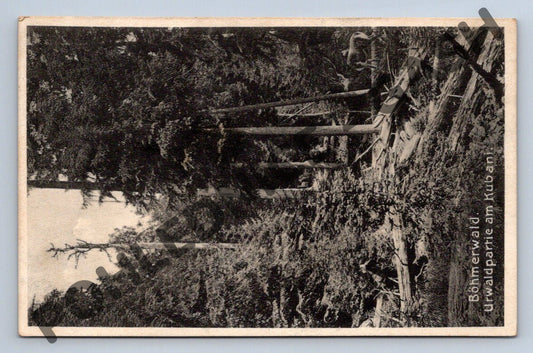Pohlednice Šumava Böhmerwald Urwaldpartie am Kuban 1910 (M645)