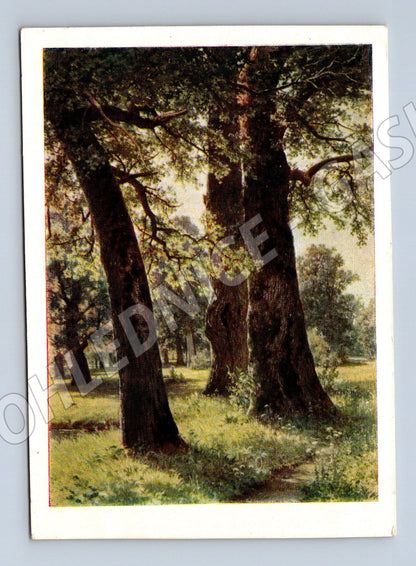 Pohlednice Šiškin Duby SSSR 1958 (M6494)