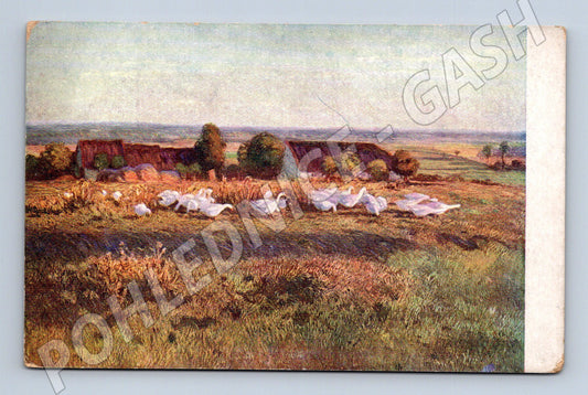 Pohlednice Husy na louce St. Lolek (M6640)