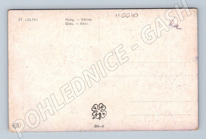 Pohlednice Husy na louce St. Lolek (M6640)