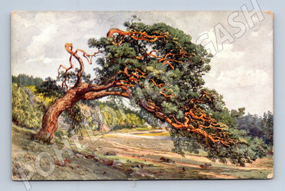 Pohlednice Borovice u Dyje Bítov Morava (M6687)