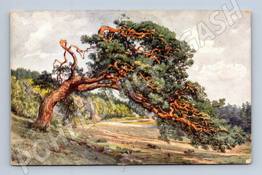 Pohlednice Borovice u Dyje Bítov Morava (M6687)