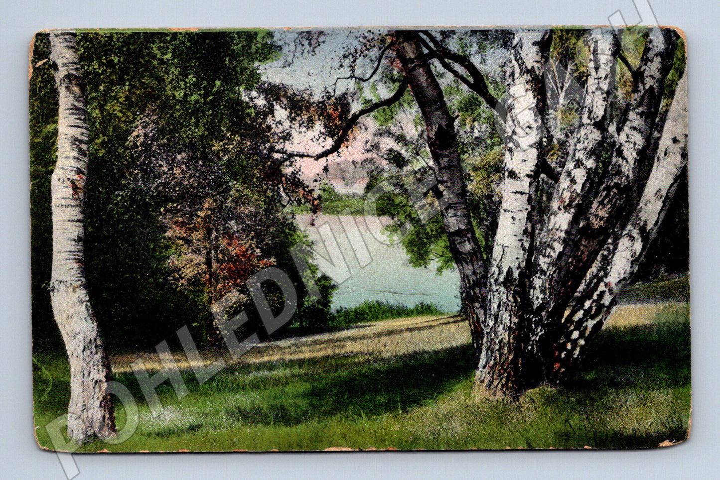 Pohlednice březový háj jezero kolor (M6693)