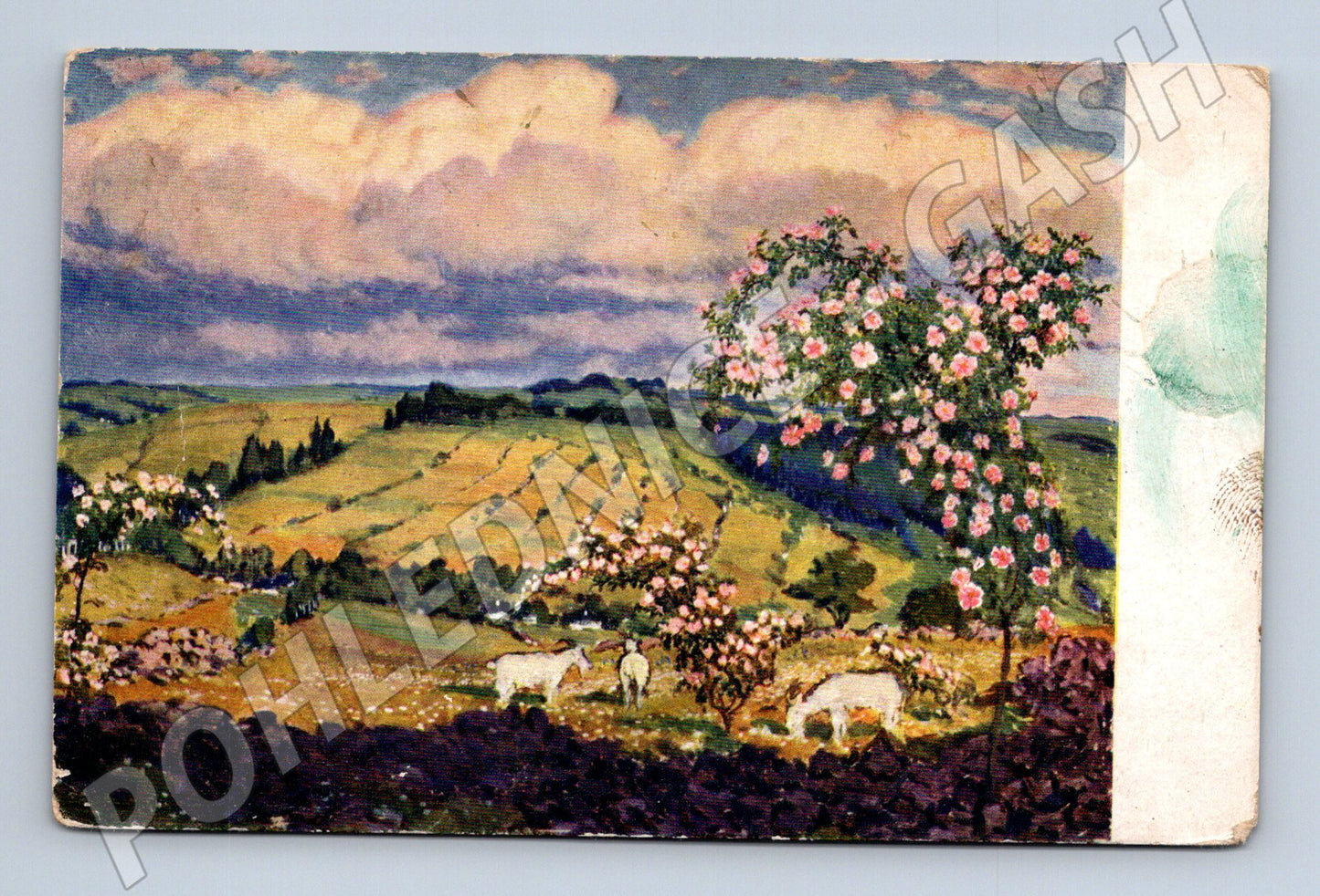 Pohlednice krajina s ovcemi Minerva (M6697)