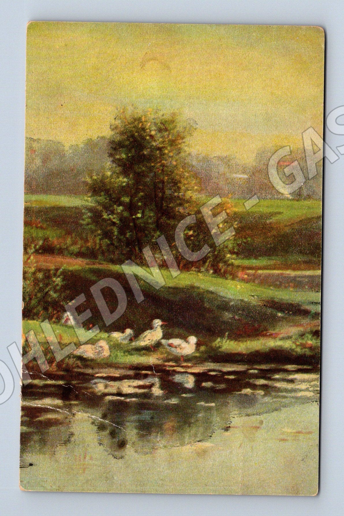 Pohlednice česká krajina kachny (M6727)