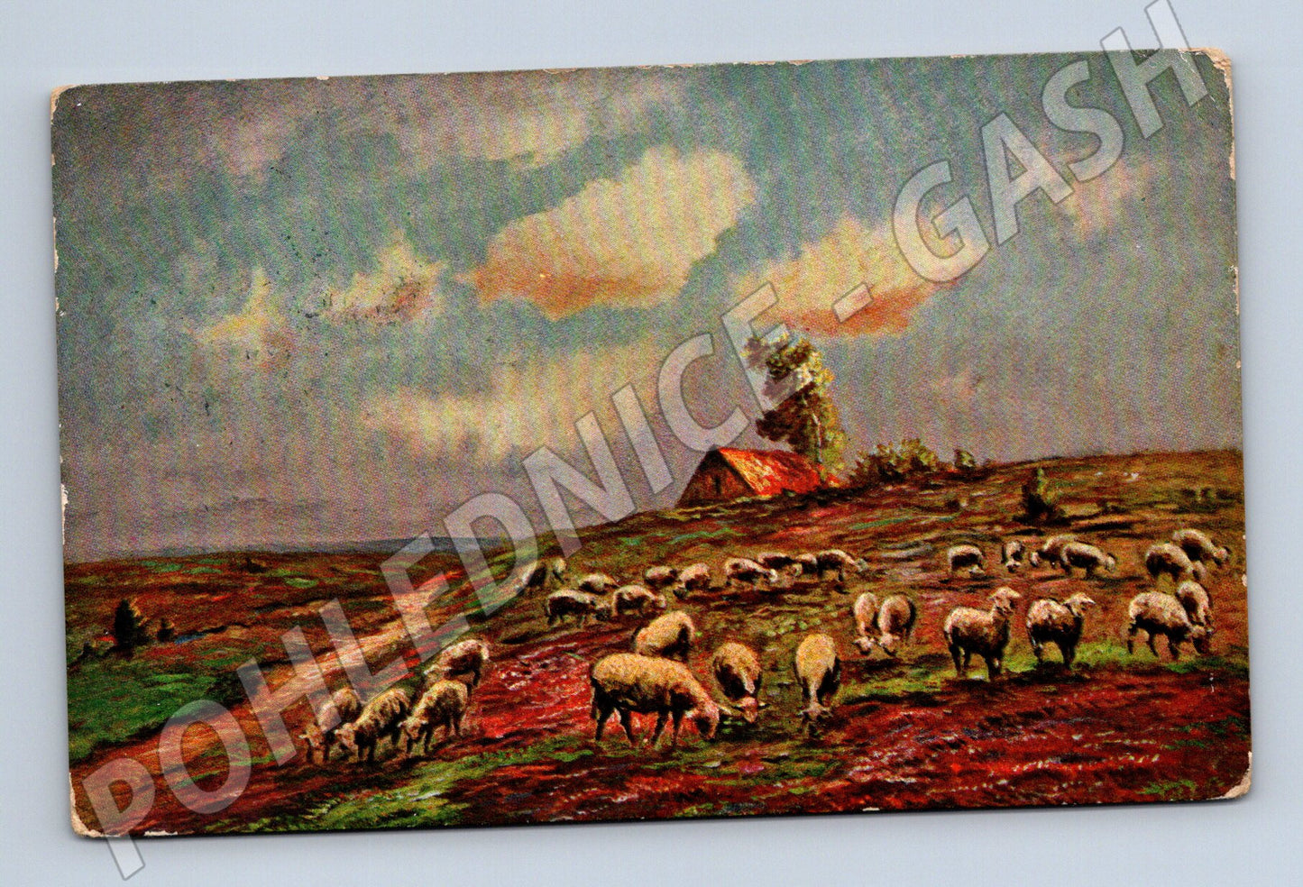 Pohlednice pastvina ovce Rakousko (M6738)