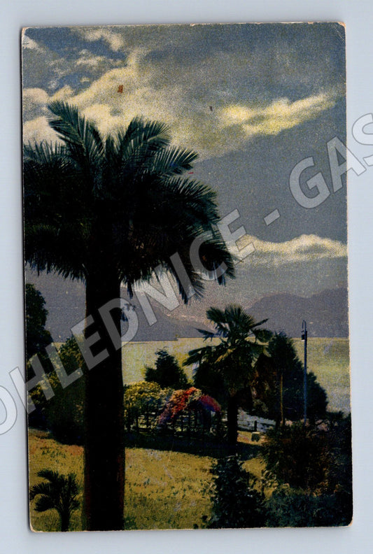 Postcard tropical palm alley Asia (M6746)