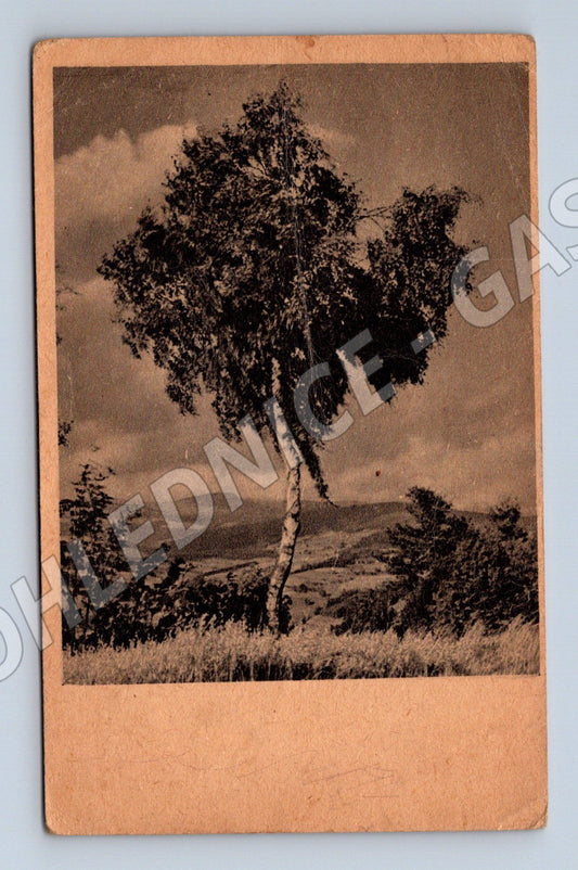 Pohlednice Bříza u vody černobílá (M7009)