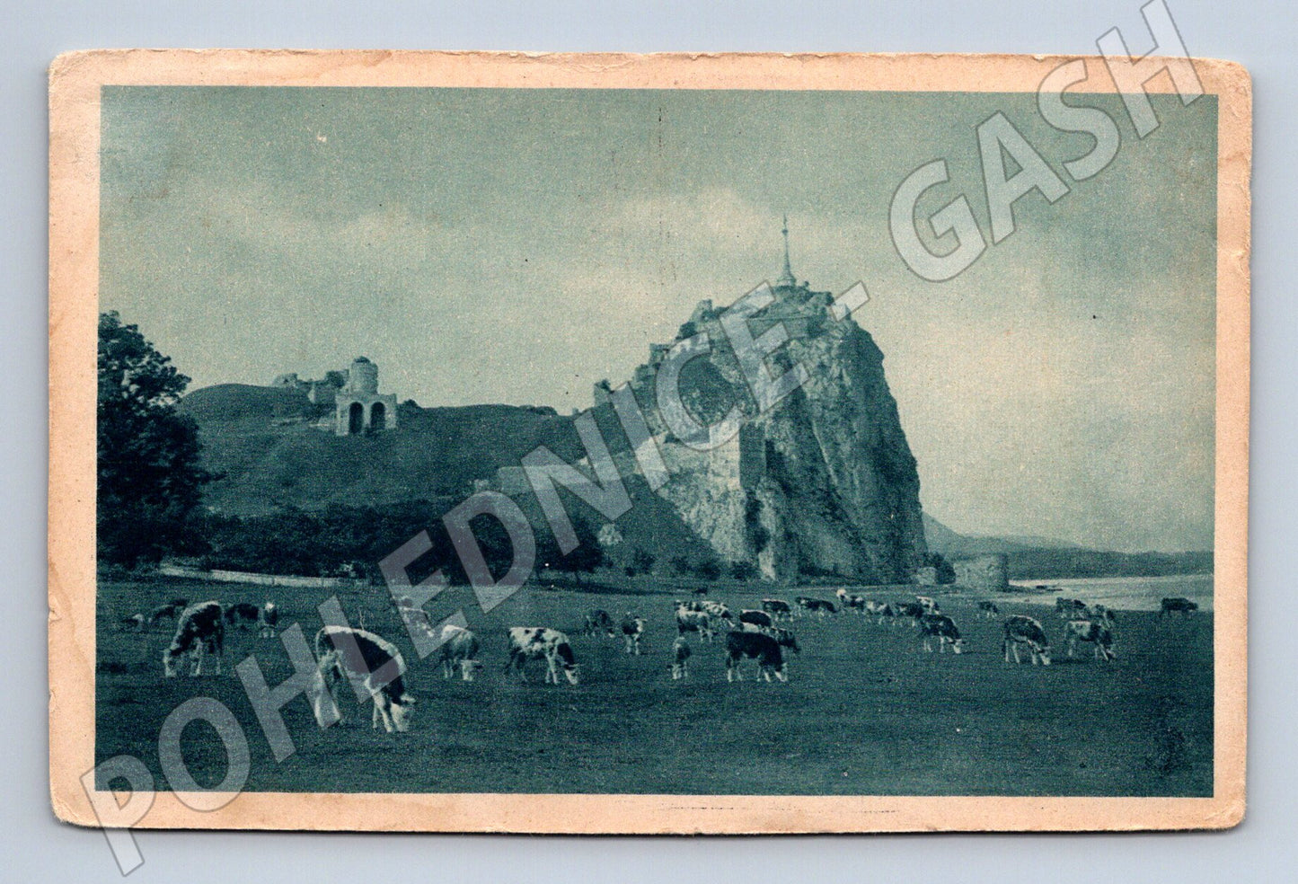 Pohlednice Devín stádo krav historická (M7168)