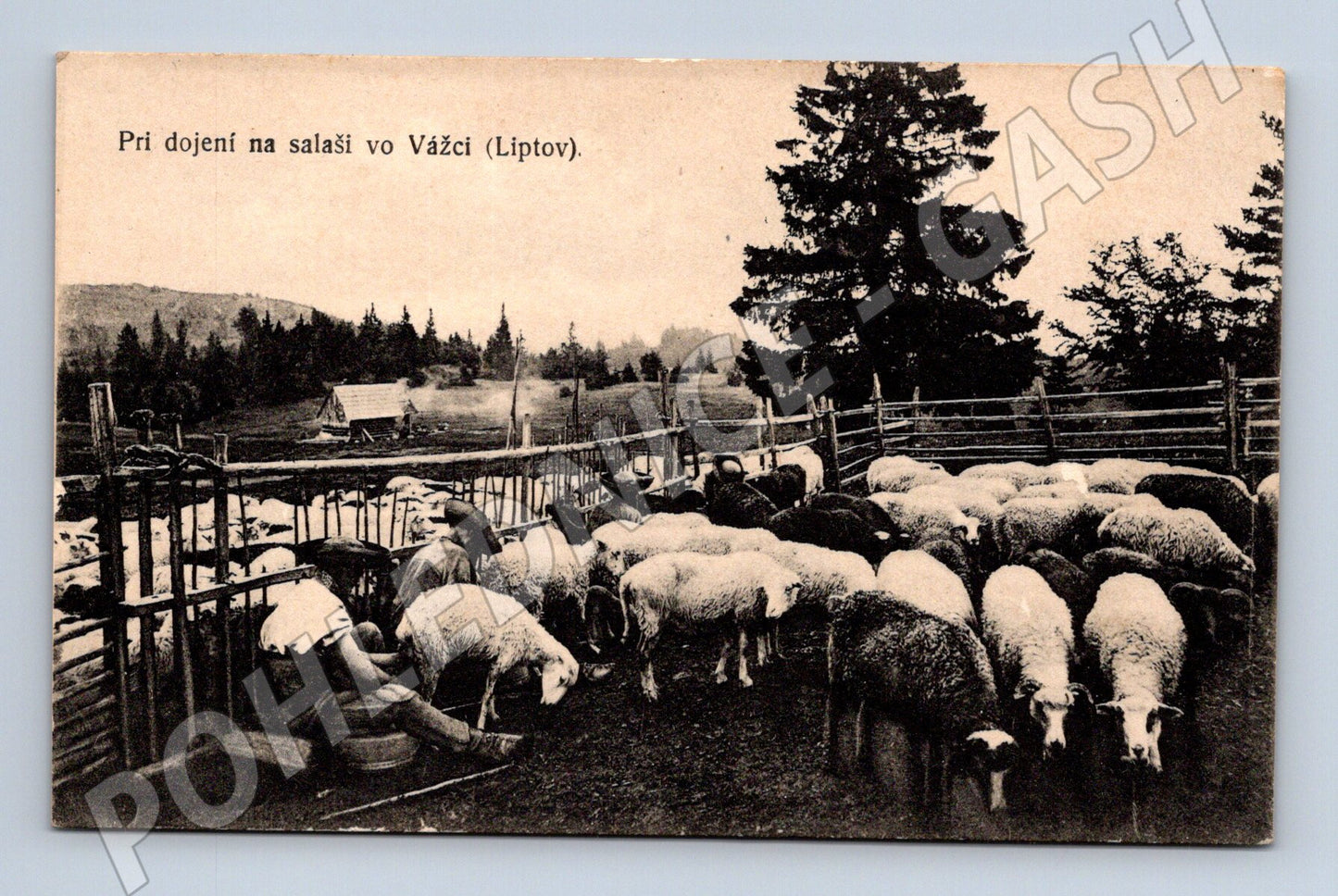 Pohlednice Dojení na salaši Vážec Slovensko (M7256)