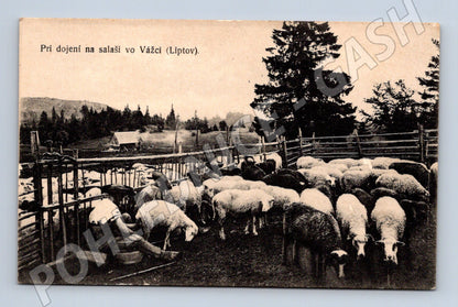 Pohlednice Dojení na salaši Vážec Slovensko (M7256)