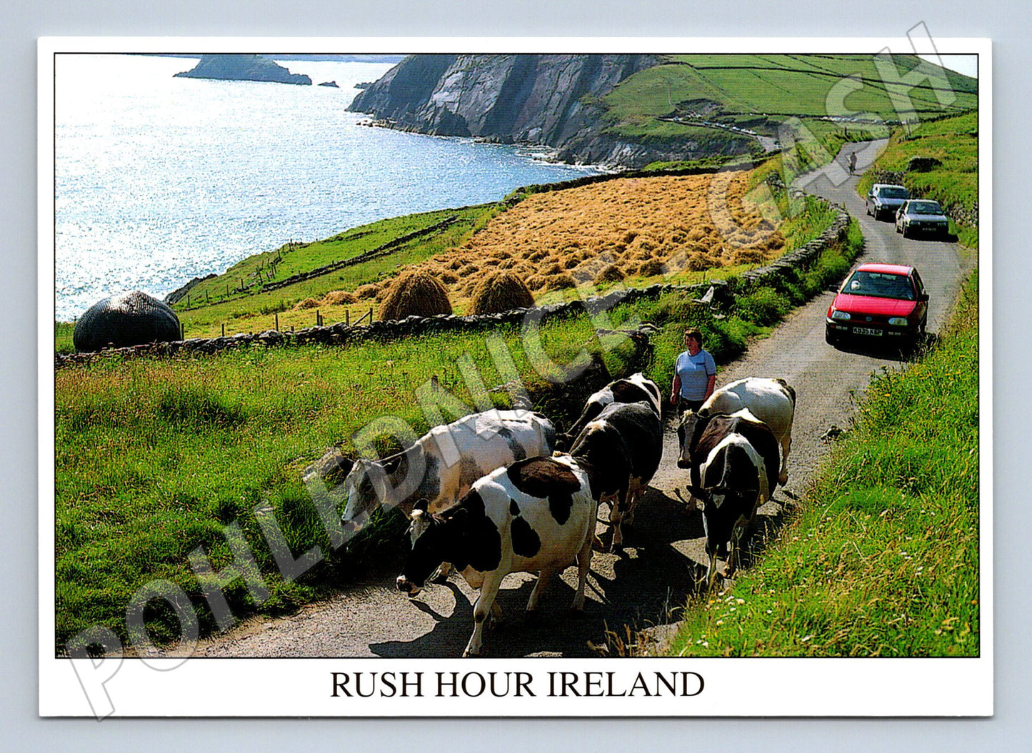 Pohlednice Rush Hour Ireland krávy na silnici (M7311)