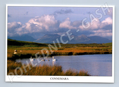 Pohlednice Connemara krajina ovce labutě (M7312)
