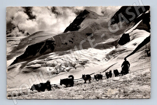 Pohlednice Jungfraujoch 3454 m psi se saněmi (M7340)