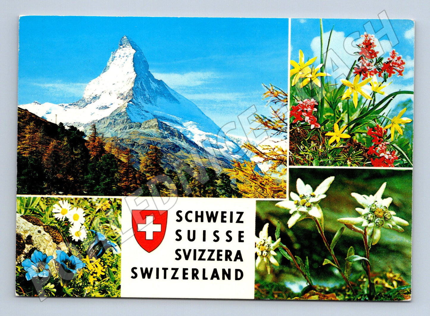 Pohlednice Matterhorn a alpské květiny (M7351)