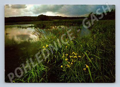 Pohlednice česká krajina u vody žluté květy (M7379)