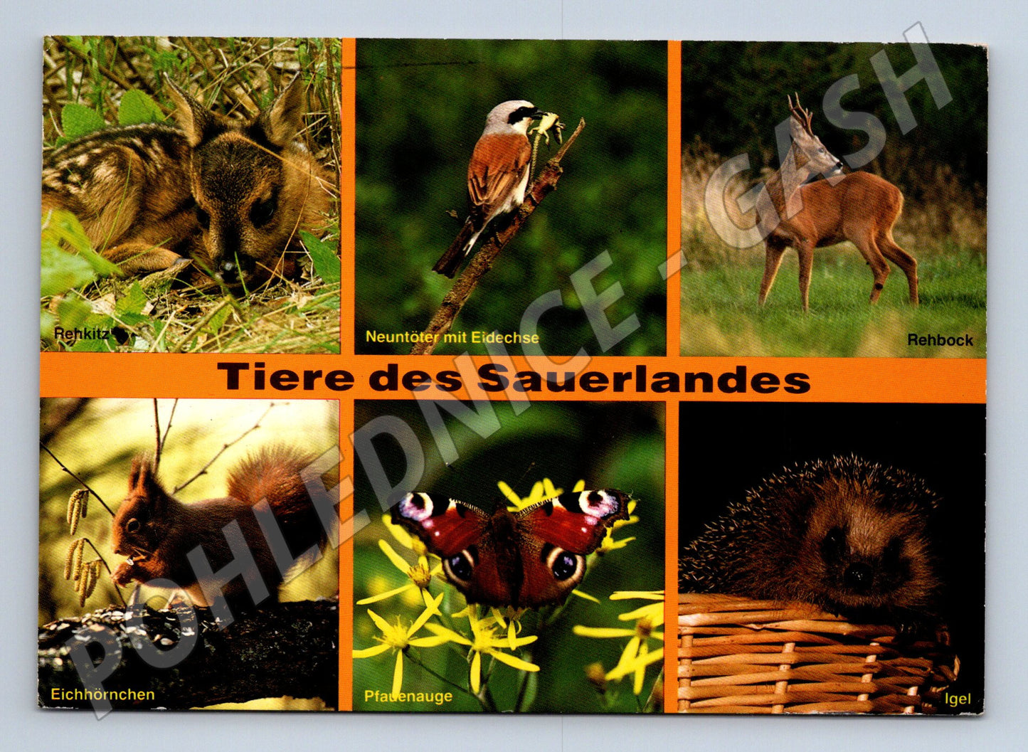Postcard Tiere des Sauerland animals (M7462)