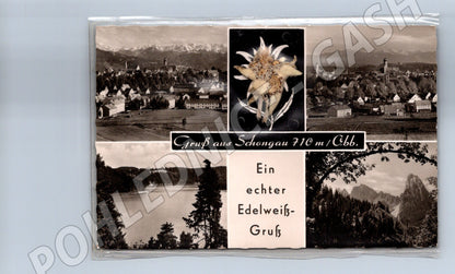 Pohlednice Schongau pohlednice s pravou protěží Edelweiß (M7613)