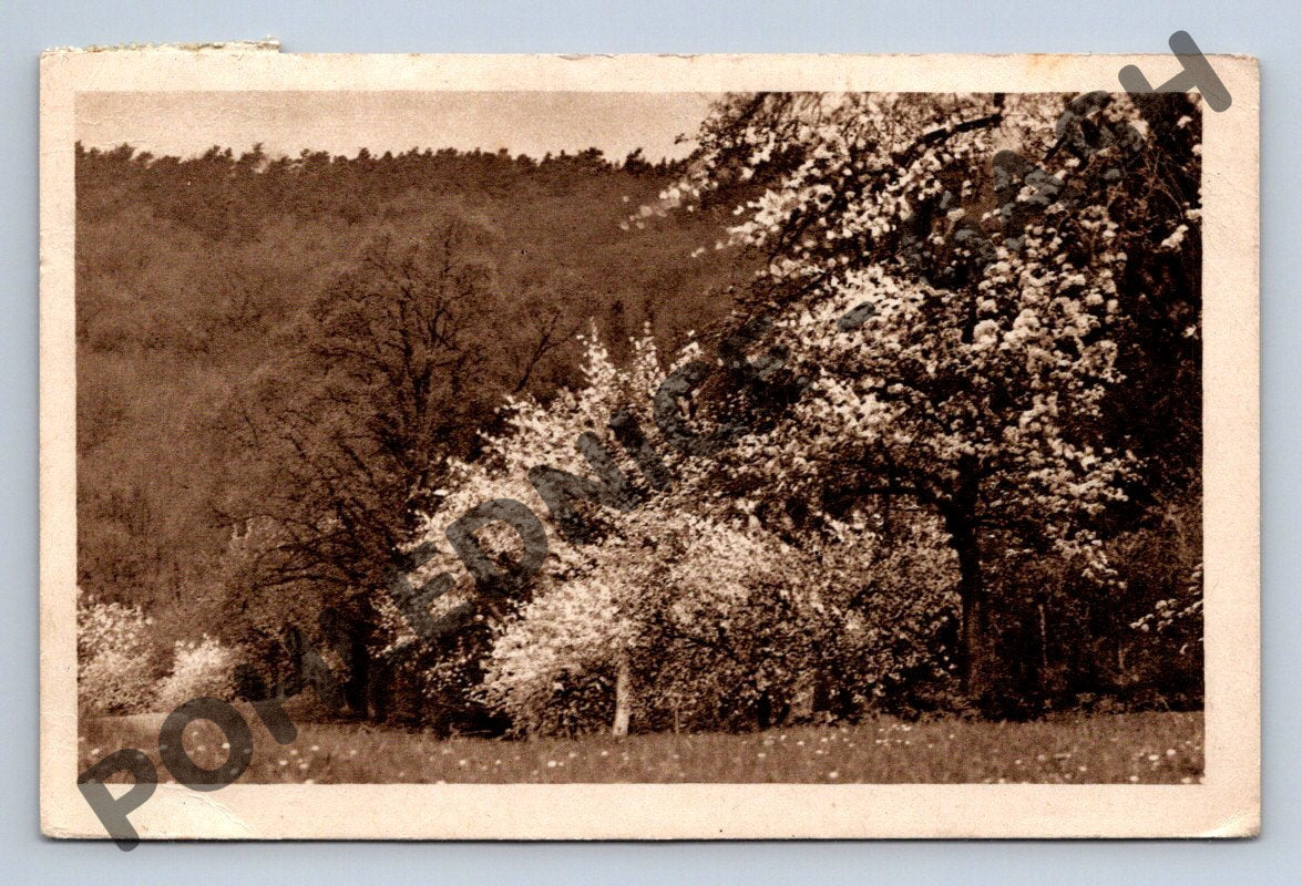 Pohlednice kvetoucí stromy 1948 ČSR (M805)