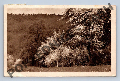 Pohlednice kvetoucí stromy 1948 ČSR (M805)
