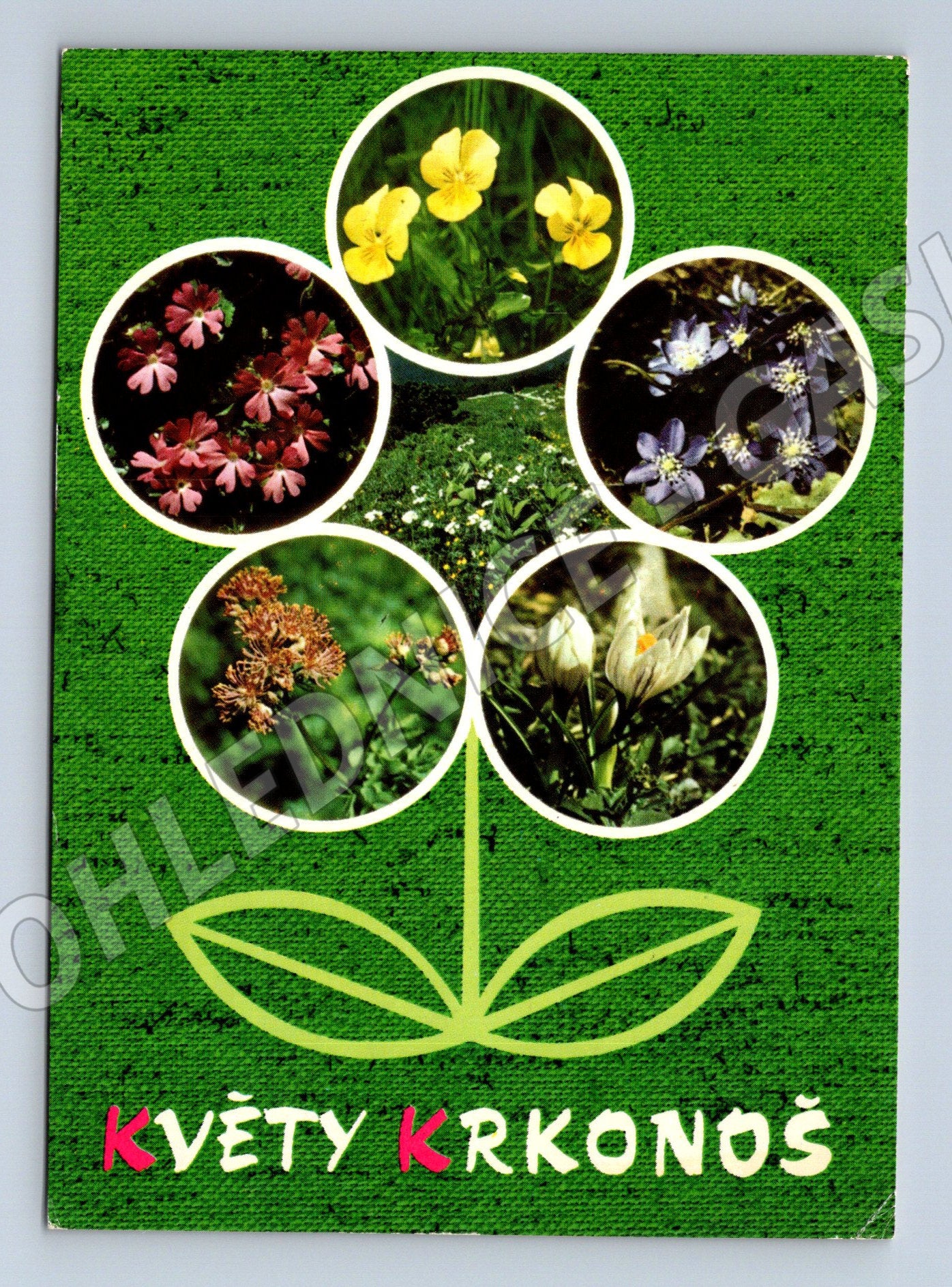 Pohlednice Květy Krkonoš botanická flora starší známka (M8087)
