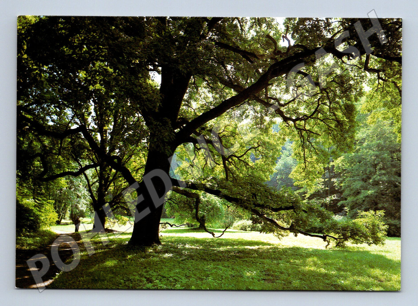 Pohlednice Krásný Dvůr zámecký park velký formát (M8422)