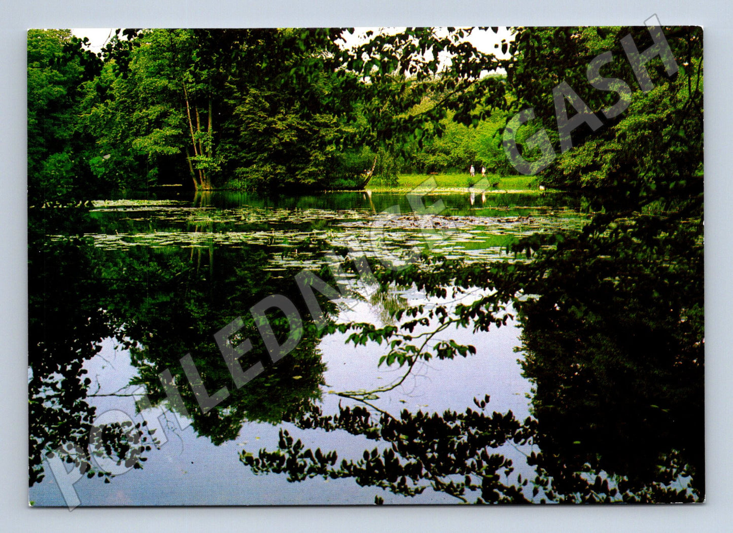 Pohlednice Kroměříž Podzámecká zahrada divoký rybník lekníny (M8439)