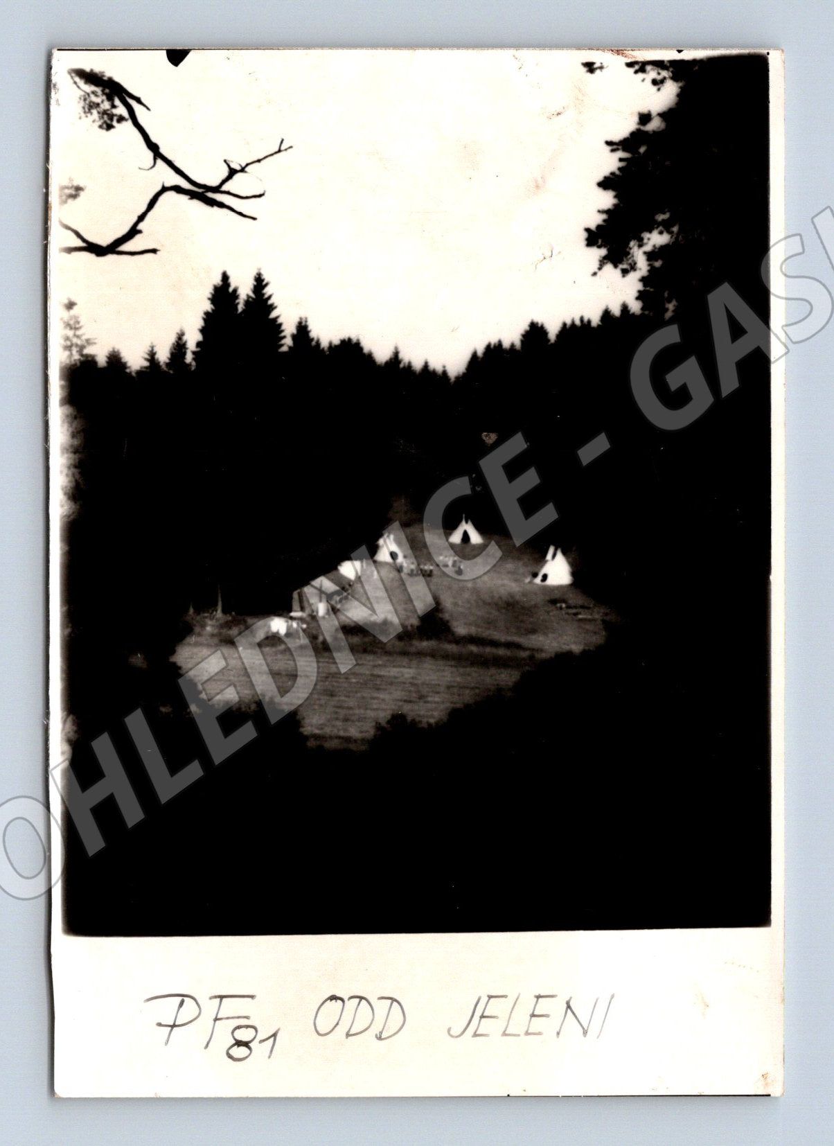 Pohlednice PF 81 jeleni na louce (M8627)