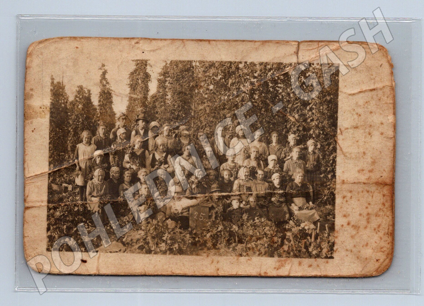 Pohlednice sklizeň skupina lidí Chmel (M9436)