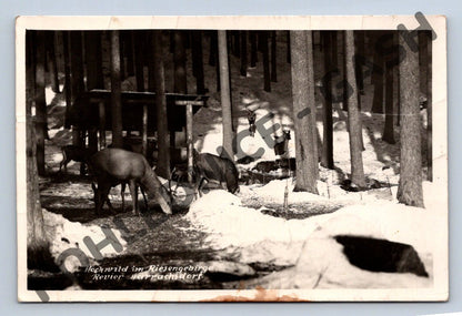 Pohlednice Harrachov Krkonoše jeleni v zimě (M949)