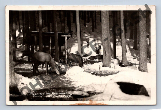 Pohlednice Harrachov Krkonoše jeleni v zimě (M949)
