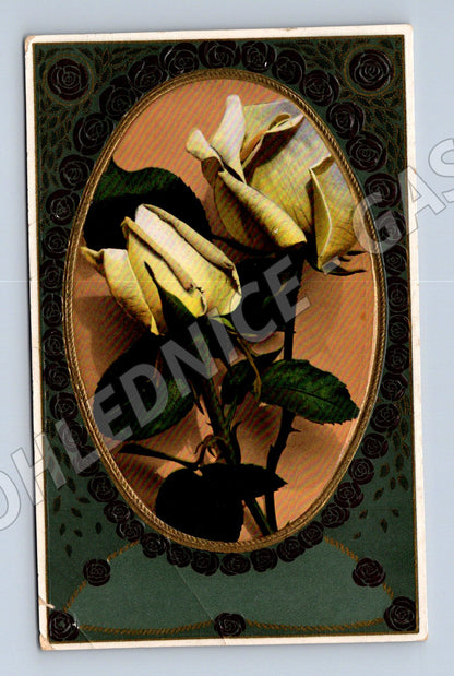 Postcard white rose flower Třeboň (M9856)