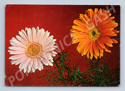 Pohlednice ČSSR 1972 květiny zaslaná (M9882)