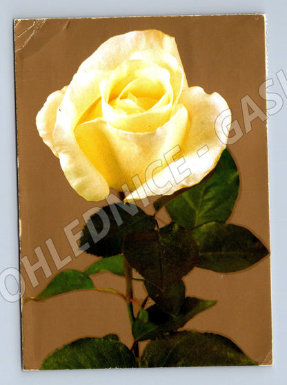 Pohlednice žlutá růže ČR odesláno 2000 (M9894)