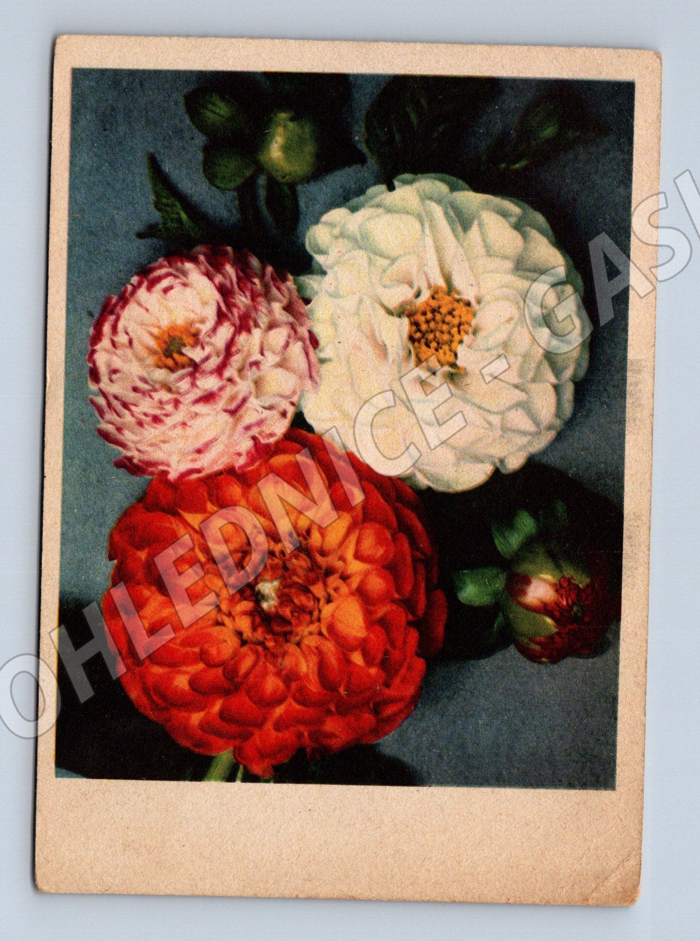 Postcard dahlia Czechoslovakia 1953 (M9902)