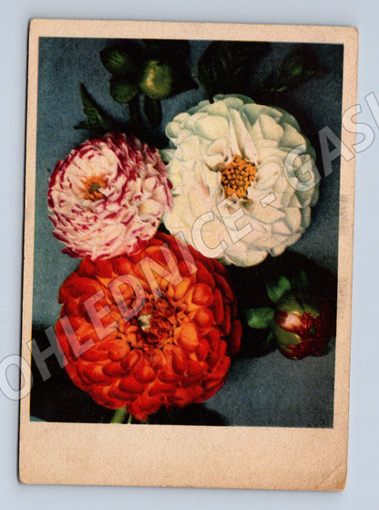 Postcard dahlia Czechoslovakia 1953 (M9902)