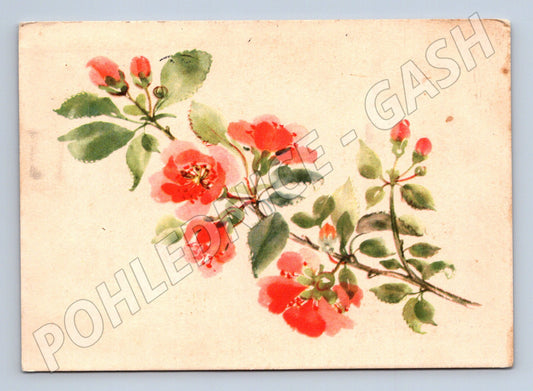 Pohlednice 1949 květiny kolorovaná L Hinzeová (M9918)