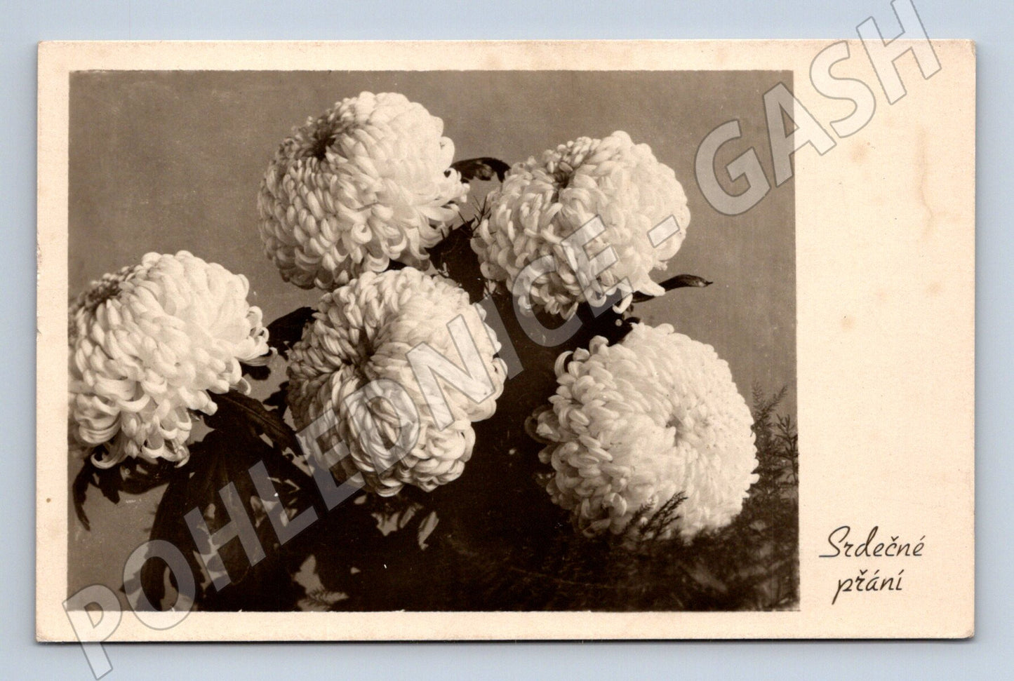 Older postcard Heartfelt wishes from chrysanthemums (M9967)