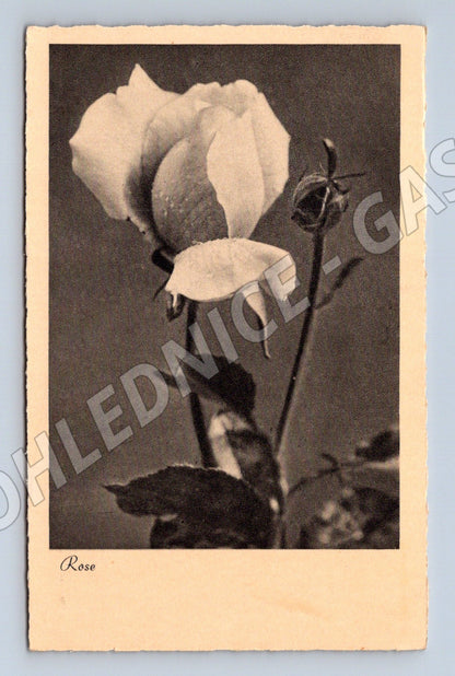 Historical postcard rose 1942 Germany (M9976)