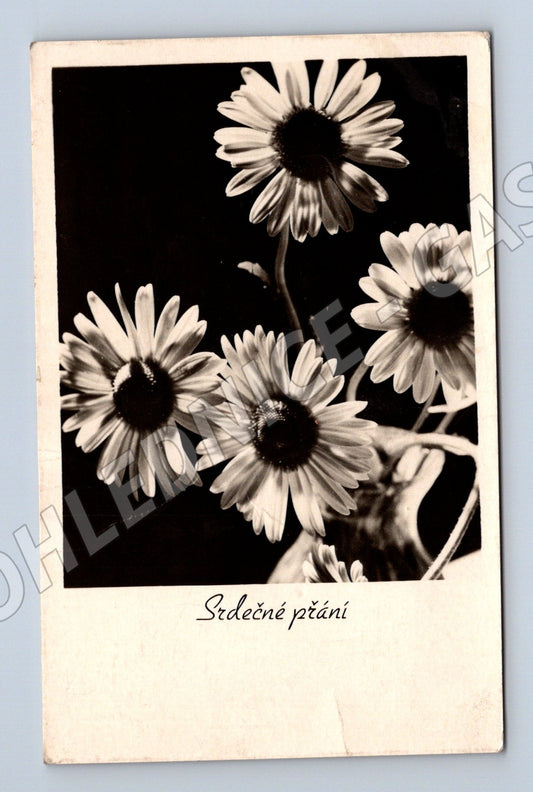 Srdečné přání pohlednice ČSR 1952 květiny (M9977)