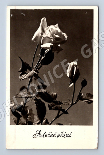 Postcard Heartfelt Wishes Rose Czechoslovakia 1964 (M9978)