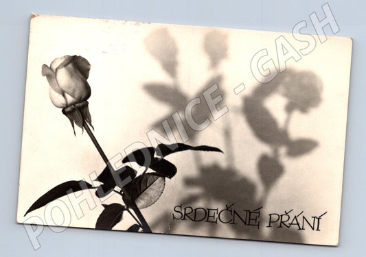 Pohlednice SRDEČNÉ PŘÁNÍ růže Jindřich Brok (M9983)