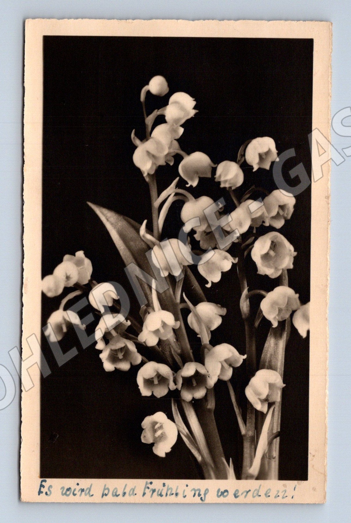 Postcard flower lily of the valley photo Germany (M9985)