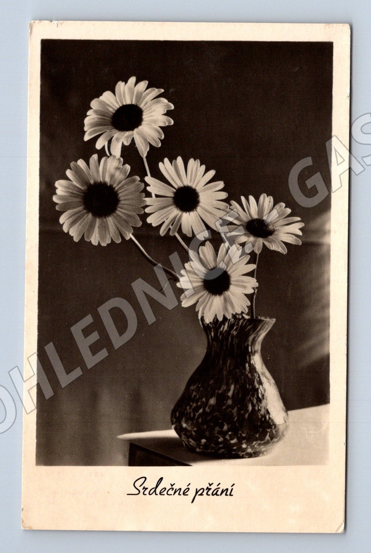 Postcard Heartfelt Wishes of Daisies 1951 (M9986)